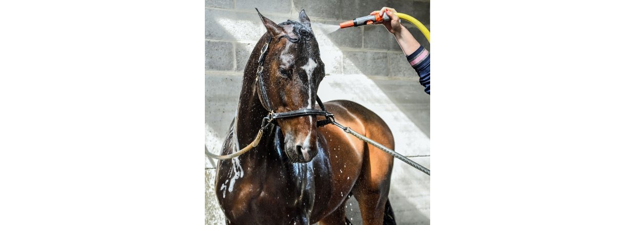 Hvordan vasker man hesten