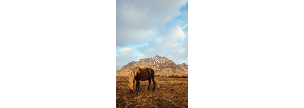 Rideferie på Island