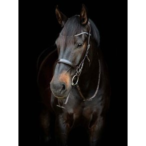 Gentle Bridle by Heidi Nielsen x Catago