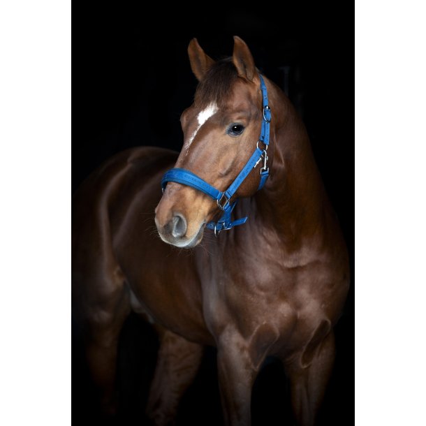 HorseGuard Diya 2.0 Grime - Majolica Blue
