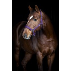 HorseGuard Diya 2.0 grime - Purple Pennant