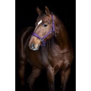 HorseGuard Diya 2.0 grime - Purple Pennant