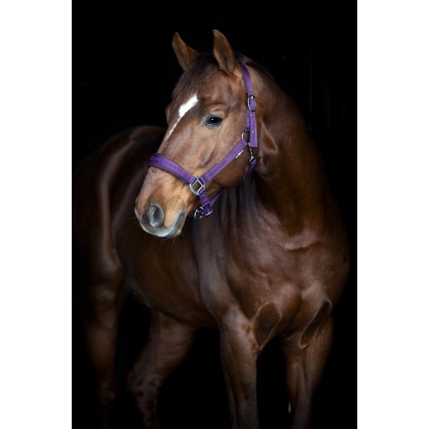 HorseGuard Diya 2.0 grime - Purple Pennant
