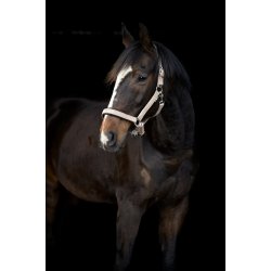 Horse Guard Iowa Grime - Guld