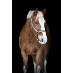 Horse Guard Jacksonville grime - S�lv