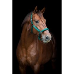 CATAGO ALEA Reflekterende logogrime. Ponderosa Pine