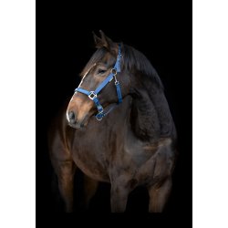 Horse Guard Malva Grime - Majolica Blue