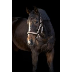 Horse Guard Iowa Grime - Guld