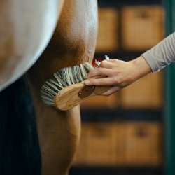 BORSTIQ Taljeb�rste med stive b�rster