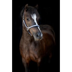 HORSEGUARD MASCHA Grime. Aster Purple