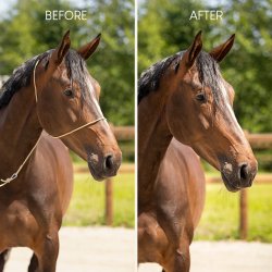 QHP Fotograferingsgrime