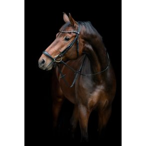 HORSEGUARD CRYLL 25.2 Trense med hannoveransk nsebnd