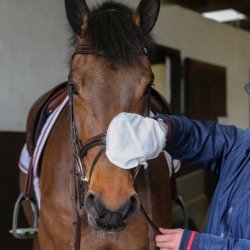 Carr &amp; Day &amp; Martin. Belvoir Tack Cleaning Mitt. Pakke med 10 styks