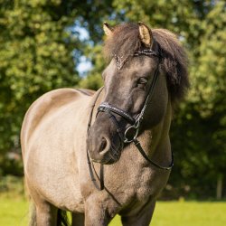 QHP FROSTI Isl�ndertrense