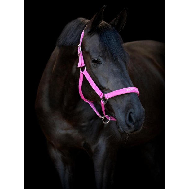 HORSEGUARD MALVA Grime. Phlox Pink. "Pretty Girl"