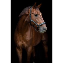 HORSEGUARD VIRNA Grime. Sort