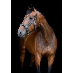 HORSEGUARD COLE Grime. Asphalt