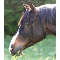 WALDHAUSEN Fluepandebnd med halsrem. Sort