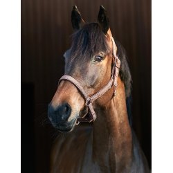 HORSEGUARD LEX Grime i webbing materiale. Brun