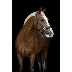 HORSEGUARD DIYA 2.0 Grime. Ponderosa Pine