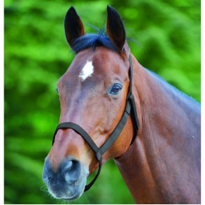 WALDHAUSEN Allergi-venlig grime