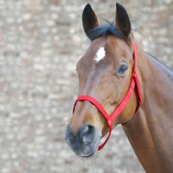 WALDHAUSEN Allergi-venlig grime