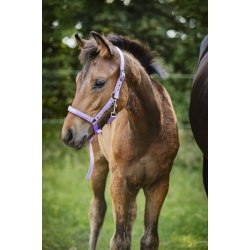 HORSEGUARD MALVA F�lgrime. Lavender