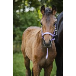 HORSEGUARD MALVA F�lgrime. Lavender