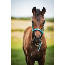 HORSEGUARD MALVA F�lgrime. Arctic Blue