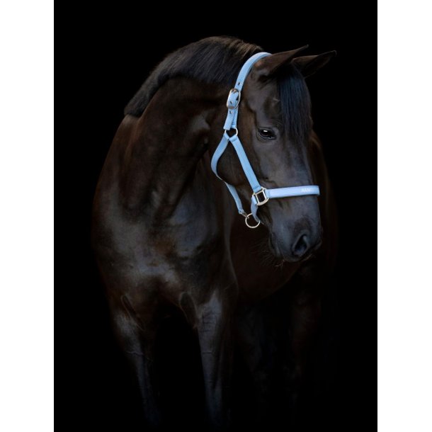 HORSEGUARD MALVA Grime. Coronet Blue. "Handsome Boy"