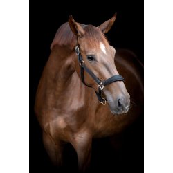 HORSEGUARD DIYA 2.0 Grime. Sort