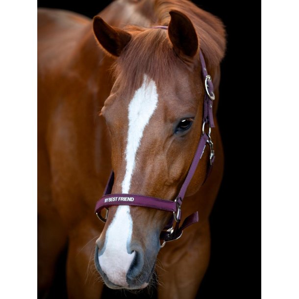 HORSEGUARD MALVA Grime. Italian Plum. "My Best Friend"