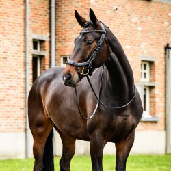 PRESTEQ FAYSPORT Glitter Anatomisk trense