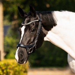 PRESTEQ FAYSPORT Shine Anatomisk trense