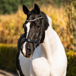 PRESTEQ FAYSPORT Shine Anatomisk trense