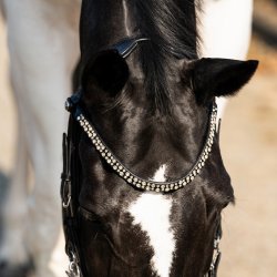 PRESTEQ FAYSPORT Shine Anatomisk trense