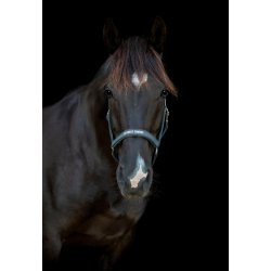 HORSEGUARD MALVA Grime. Asphalt. "Best Friend"