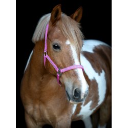 HORSEGUARD BUTTERFLY Grime. Phlox Pink