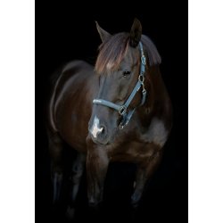 HORSEGUARD MALVA Grime. Asphalt. "Best Friend"