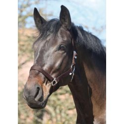 HORSEGUARD Nylon grime