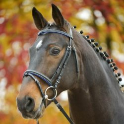 WALDHAUSEN DIAMOND Trense