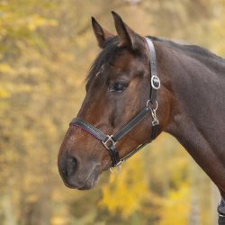 WALDHAUSEN Ldergrime med bling