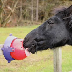 LIKIT Tounge Twister